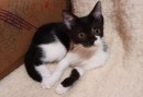 Zorra (5)
